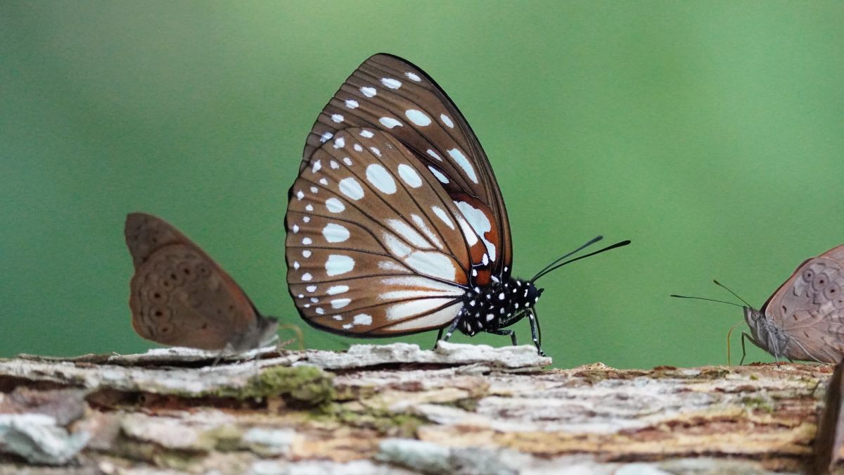 Butterflies Safaris in Rwanda