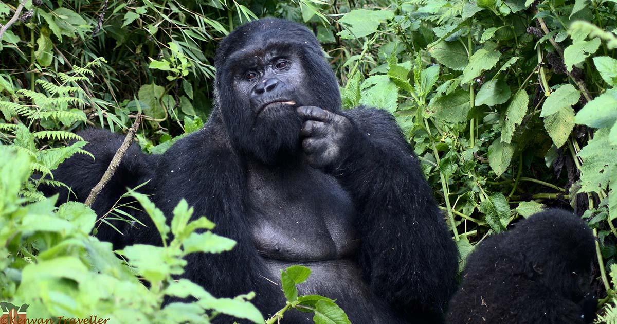 Gorilla Trekking for Seniors in Bwindi Forest