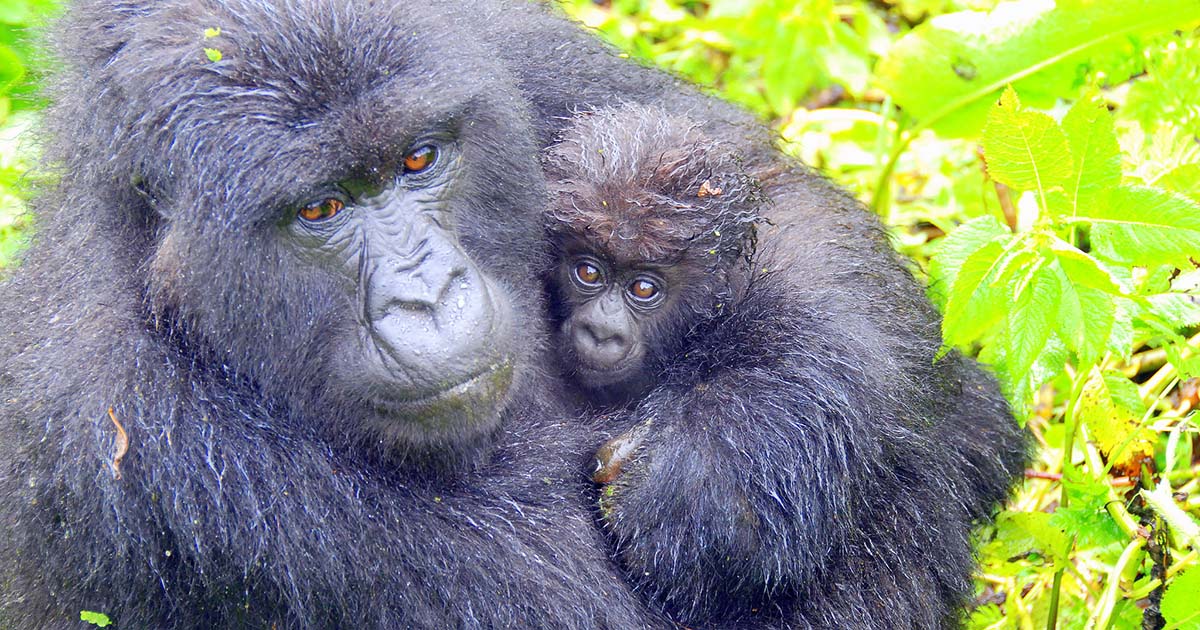 Gorilla Trekking Seasons in Uganda and Rwanda