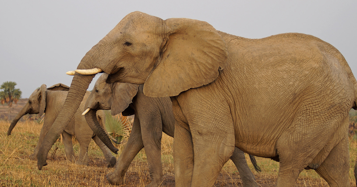 Top National Parks in East Africa