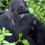 6-Day Rwanda & Uganda Gorilla Trek