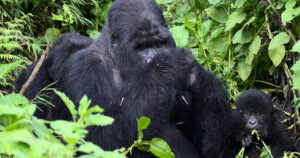 How Gorilla gets Pregnant