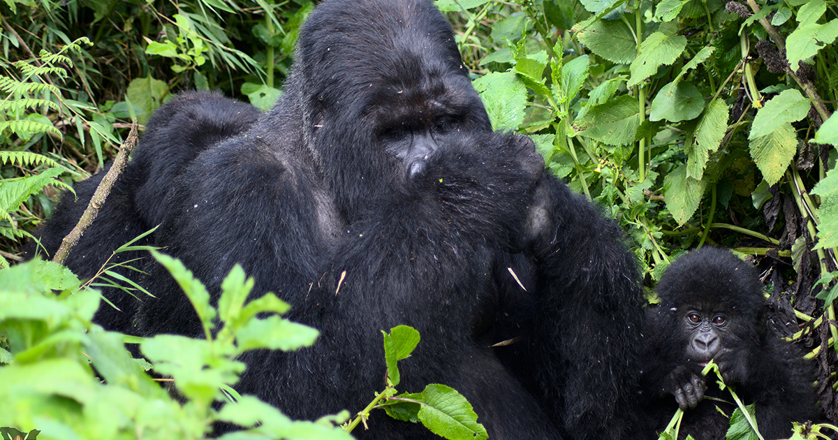 How Gorilla gets Pregnant
