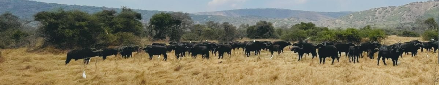 experience the wildlife in akagera national park rwanda