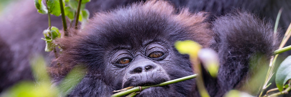 mountain gorilla tours in rwanda