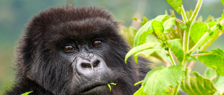 The Best Time To Visit Rwanda Gorilla and  Wildlife