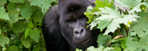 uganda gorilla trekking in bwidi forest national