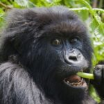 experience gorilla tours in uganda and rwanda