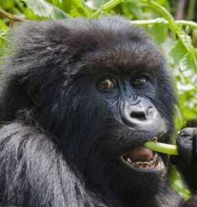 Why visit Uganda