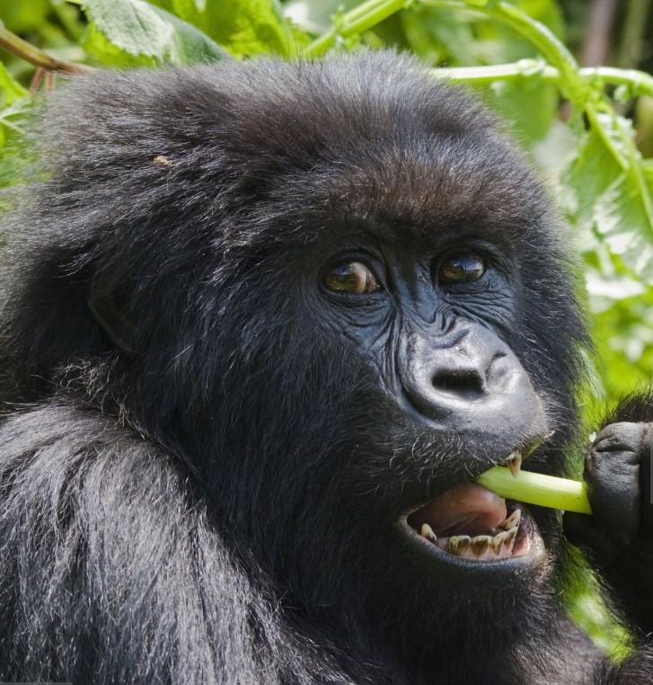 Why visit Uganda