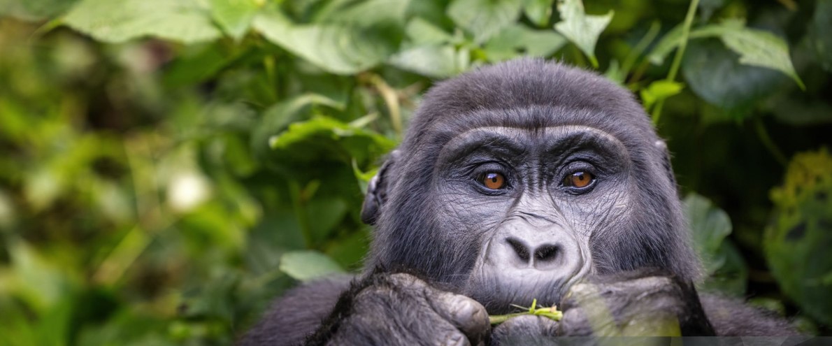 1-day-uganda-gorilla-tour Traveller observing mountain gorillas during a 1 Day Uganda Gorilla tour in Bwindi Impenetrable Forest