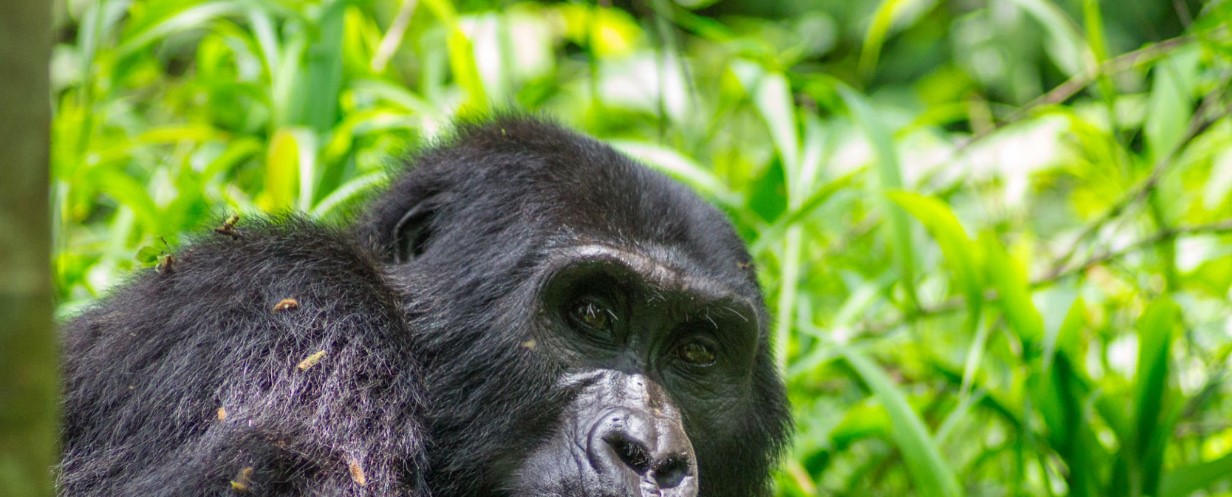 gorilla-trekking Tourists observing mountain gorillas during a trek in Uganda's dense forest and wildebeest crossing the Mara River during the Great Migration
