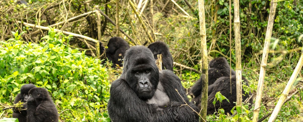 gorilla-trekking-uganda gorilla-trekking-uganda
