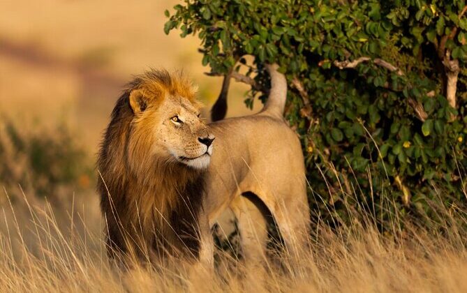 6 Days Budget-Friendly African Safari and Gorilla Trekking 23