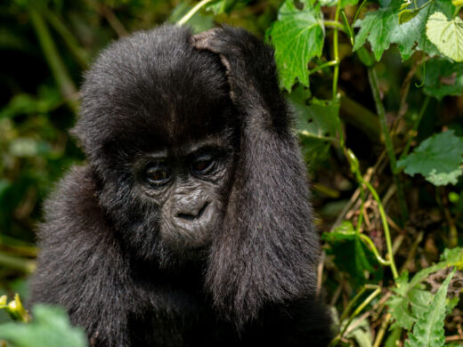Bwindi-Impenetrable-Forest