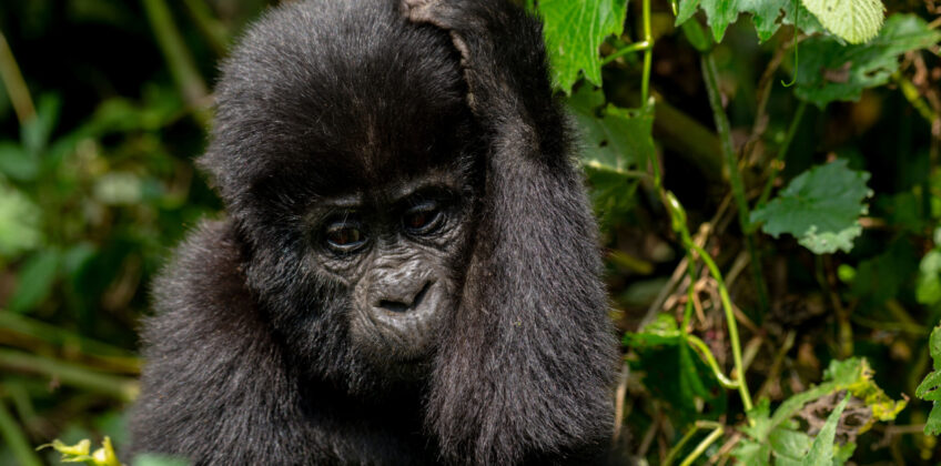 2-Day Bwindi Gorilla Budget Safari Bwindi-Impenetrable-Forest
