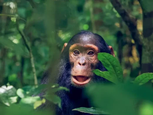 Juvenile-Chimp-in-Kibale-National-Park-Uganda-800×800.jpg