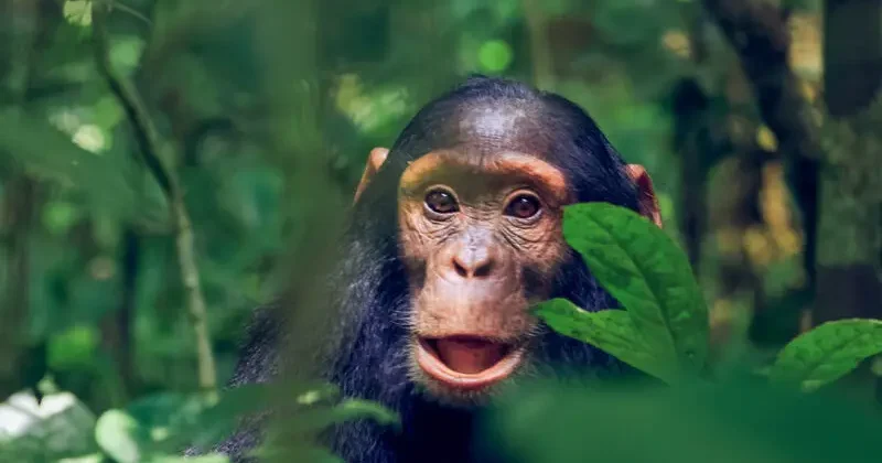 Juvenile-Chimp-in-Kibale-National-Park-Uganda-800×800.jpg