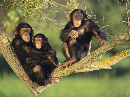 Kibale National Park