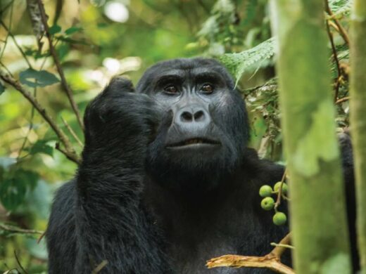 Mountain-gorilla-trekking-in-Bwindi-impenetrable-forest-national-park