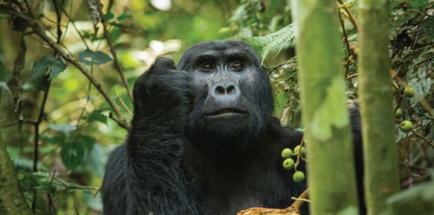 2 Days Rwanda Gorilla Safari Mountain-gorilla-trekking-in-Bwindi-impenetrable-forest-national-park