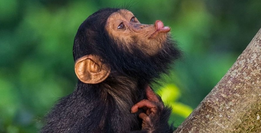 Exploring Tourism in Uganda and Rwanda