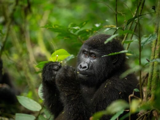 Bwindi Forest National Park