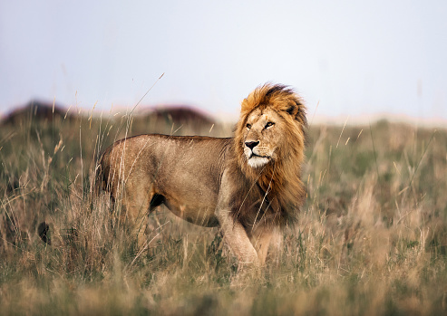 Male lion in Masai Mara wilderness. Copy space.