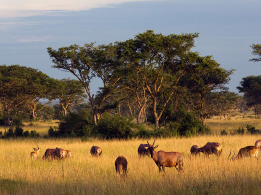 queen-elizabeth-national-park queen-elizabeth-national-park