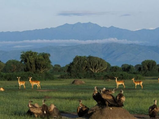 Queen Elizabeth National Park